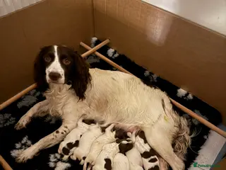 English Springer Spaniel dogs K.C registered ESS - Advert 1