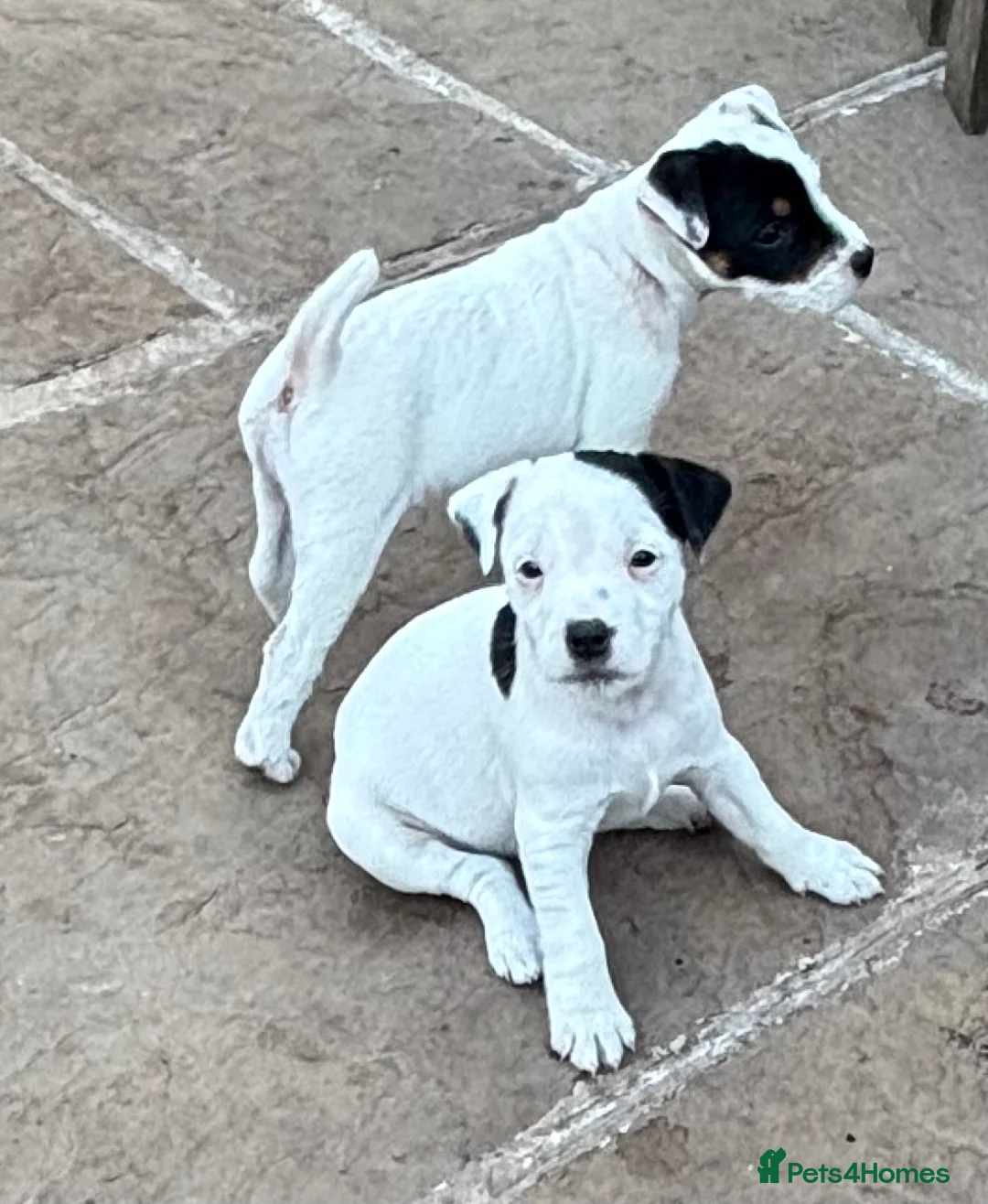 Jack Russell dogs for sale: Beautiful Jack Russell bitch pups in Birmingham - Advert 1