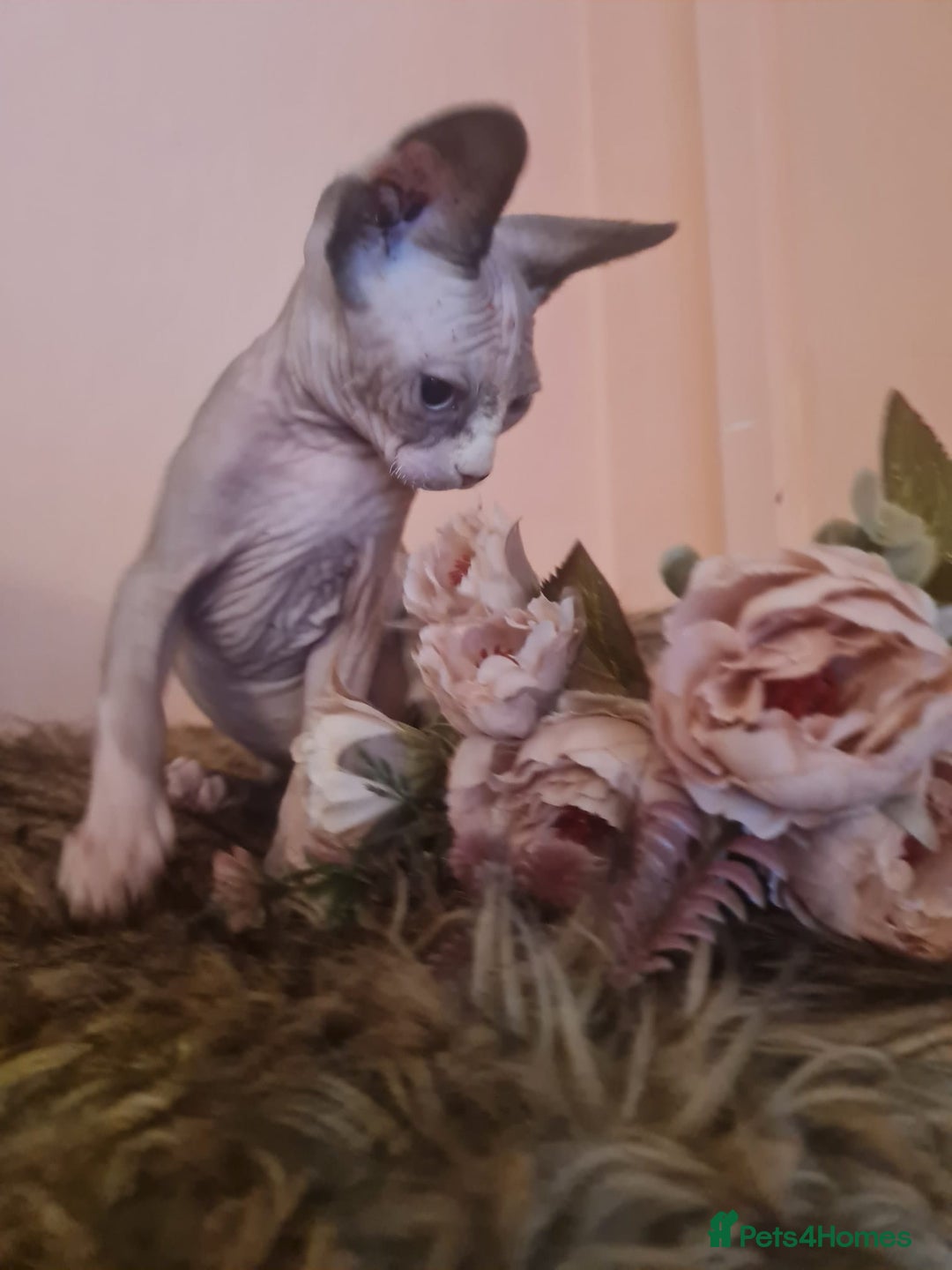 Sphynx cats for sale: Sphynx girl kitten for sale - Image 11