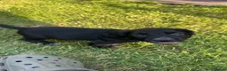 Cocker Spaniel dogs for sale: Ready tomorrow ! Gorgeous cocker spaniel puppies  - Advert 7