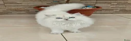 British Longhair cats for sale: Stunning British Longhair Kittens – Champion  - Advert 11