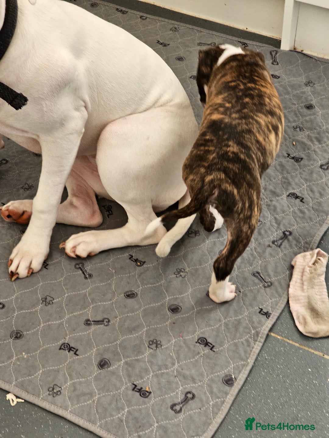 Staffordshire Bull Terrier dogs for sale: Staffordshire bull terrier puppy  - Image 13
