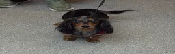 Miniature Dachshund dogs for sale: Mini long hair dachshunds  - Advert 3