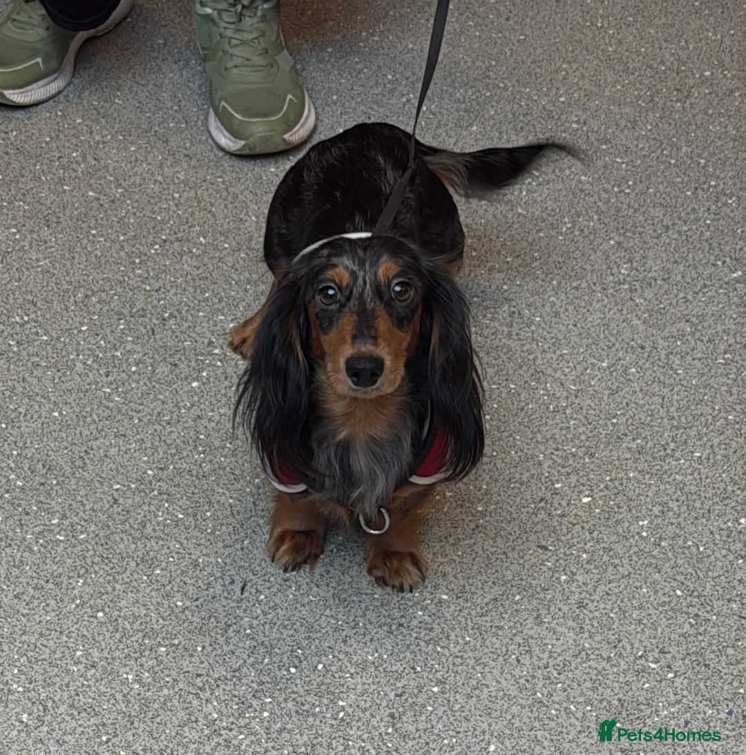 Miniature Dachshund dogs for sale: Mini long hair dachshunds  - Advert 3