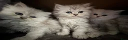 Persian cats for sale: Persian kittens  - Advert 8