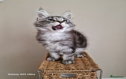 Maine Coon cats for sale: 🥰MC Kittens🥰 - Image 13
