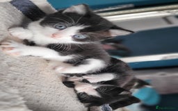 Mixed Breed cats for sale: Kittens looking for loving forever home - Image 15