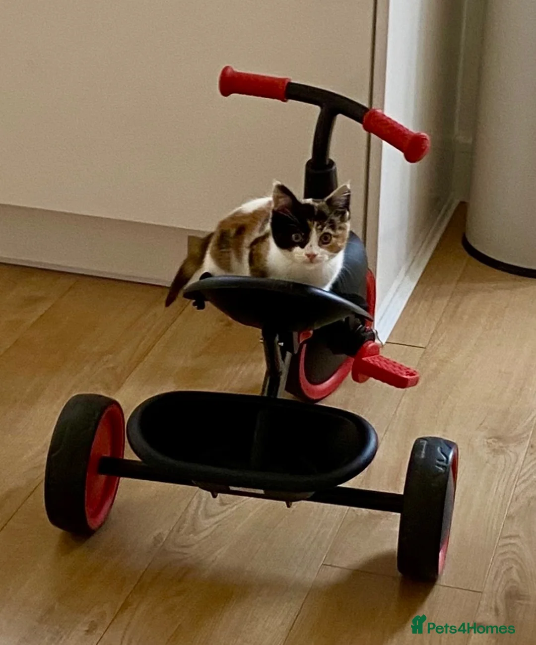 Domestic Shorthair cats for sale: 9 month old spayed female Calico cat - Advert 13