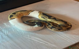Python Snake reptiles for sale: CHECK DESCRIPTION !!! - Image 12