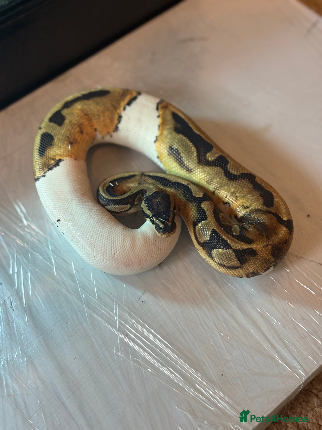 Python Snake reptiles for sale: CHECK DESCRIPTION !!! - Image 12