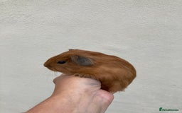 Guinea Pig rodents for sale: Lots of lovely baby guinea pigs - Image 18