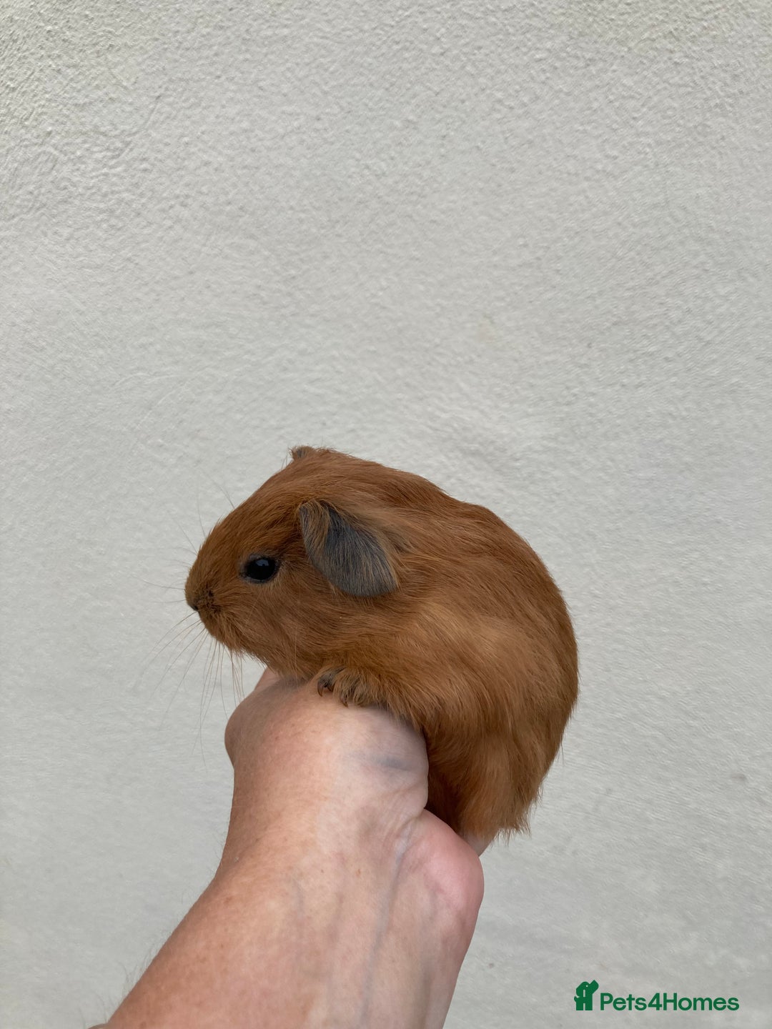 Guinea Pig rodents for sale: Lots of lovely baby guinea pigs - Image 18