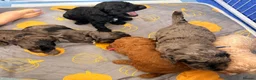 Cockapoo dogs for sale: Gorgeous Rainbow Litter of Teddy Bear Puppies! 🐾 in Huddersfield - Advert 5