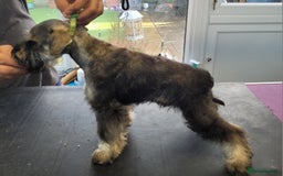 Miniature Schnauzer dogs for sale: Fully Vaccinated and Health Tested Min Schnauzers  - Image 3