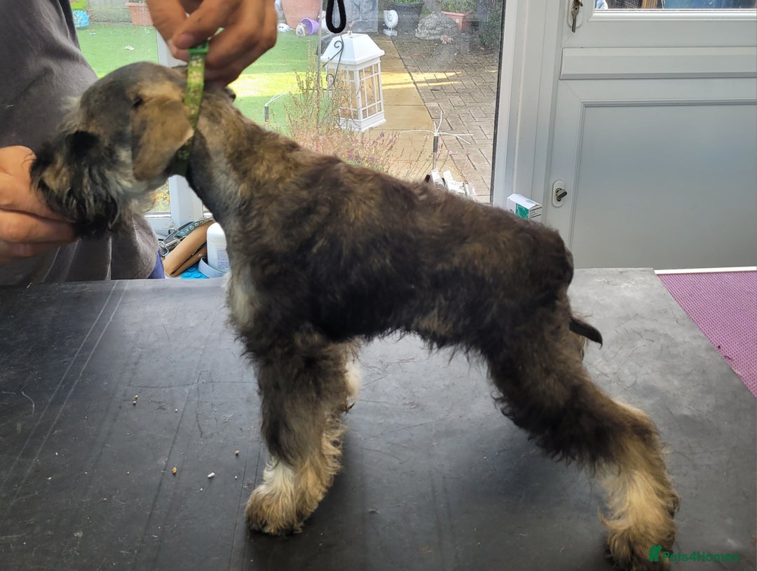 Miniature Schnauzer dogs for sale: Fully Vaccinated and Health Tested Min Schnauzers  - Image 3