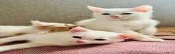 Munchkin cats for sale: Twin brothers  - Advert 3