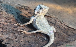 Bearded Dragon reptiles for sale: Bearded Dragons - stunning babies  - Image 12