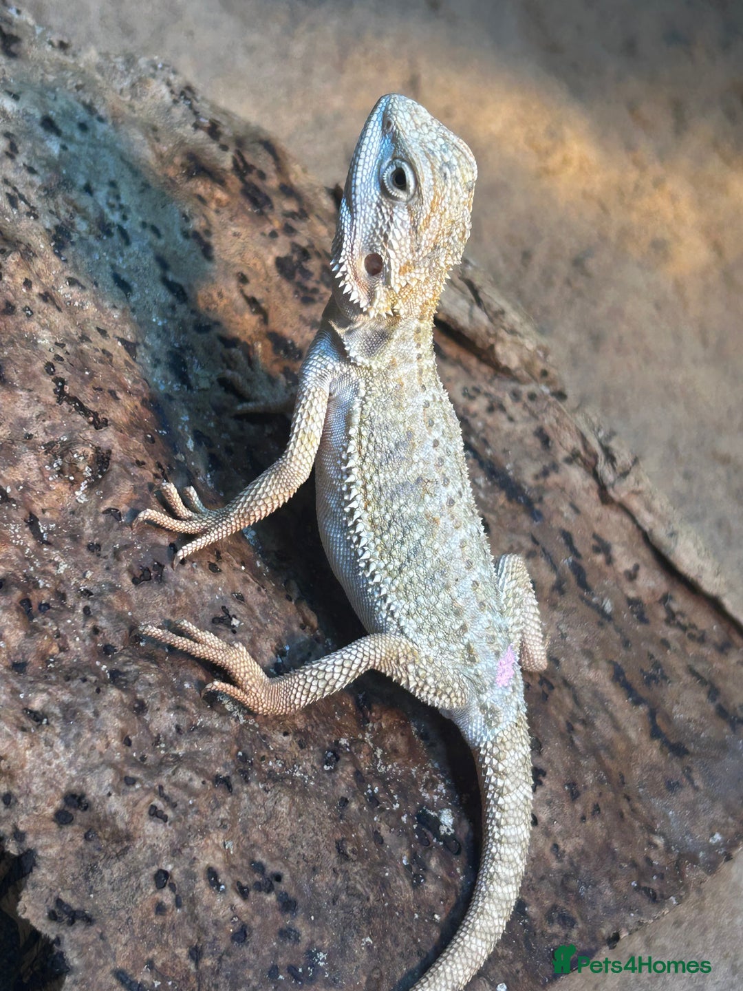 Bearded Dragon reptiles for sale: Bearded Dragons - stunning babies  - Image 12
