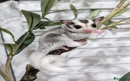 Sugar Glider rodents for sale: Mosaic sugar glider male available November - Image 13