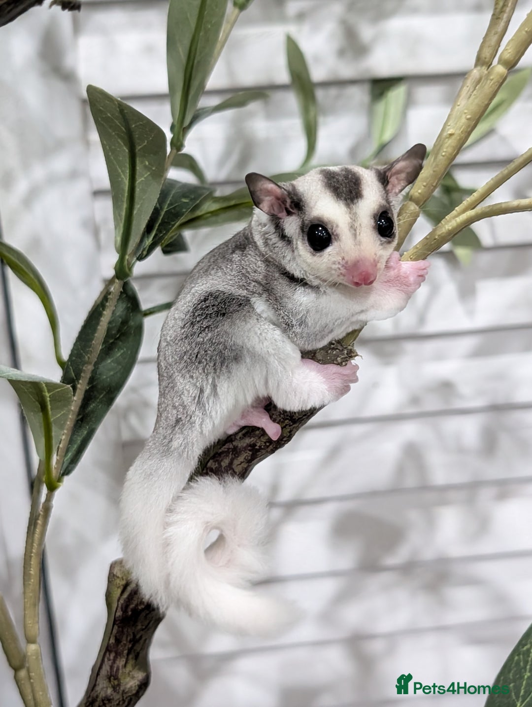 Sugar Glider rodents for sale: Mosaic sugar glider male available November - Image 13