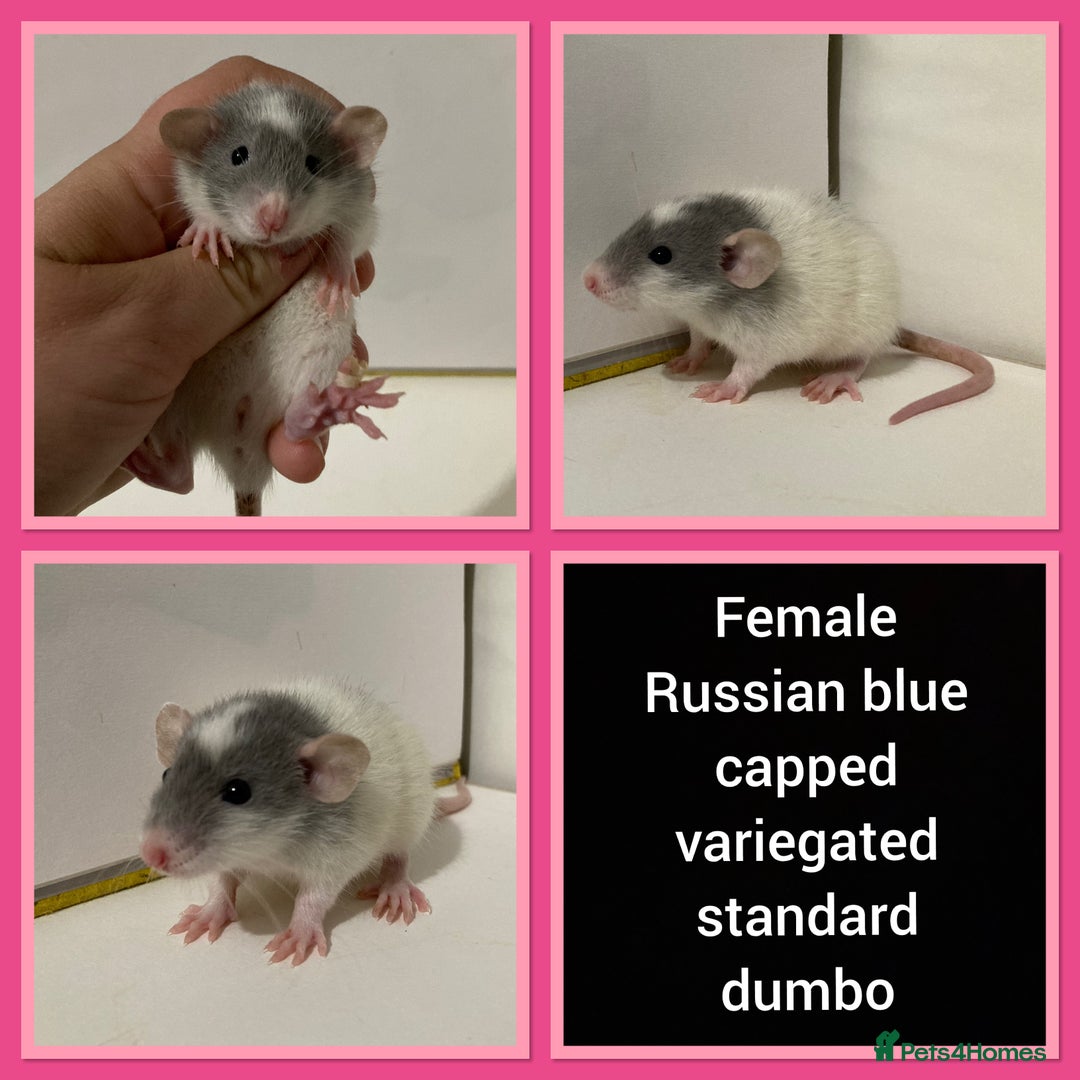 Rat rodents for sale: Adorable Dumbo Baby Rats ❤️ - Image 27