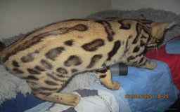 Bengal cats for sale: pedigree male bengals - Image 25