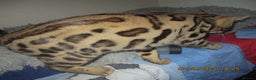 Bengal cats for sale: pedigree male bengals - Advert 13