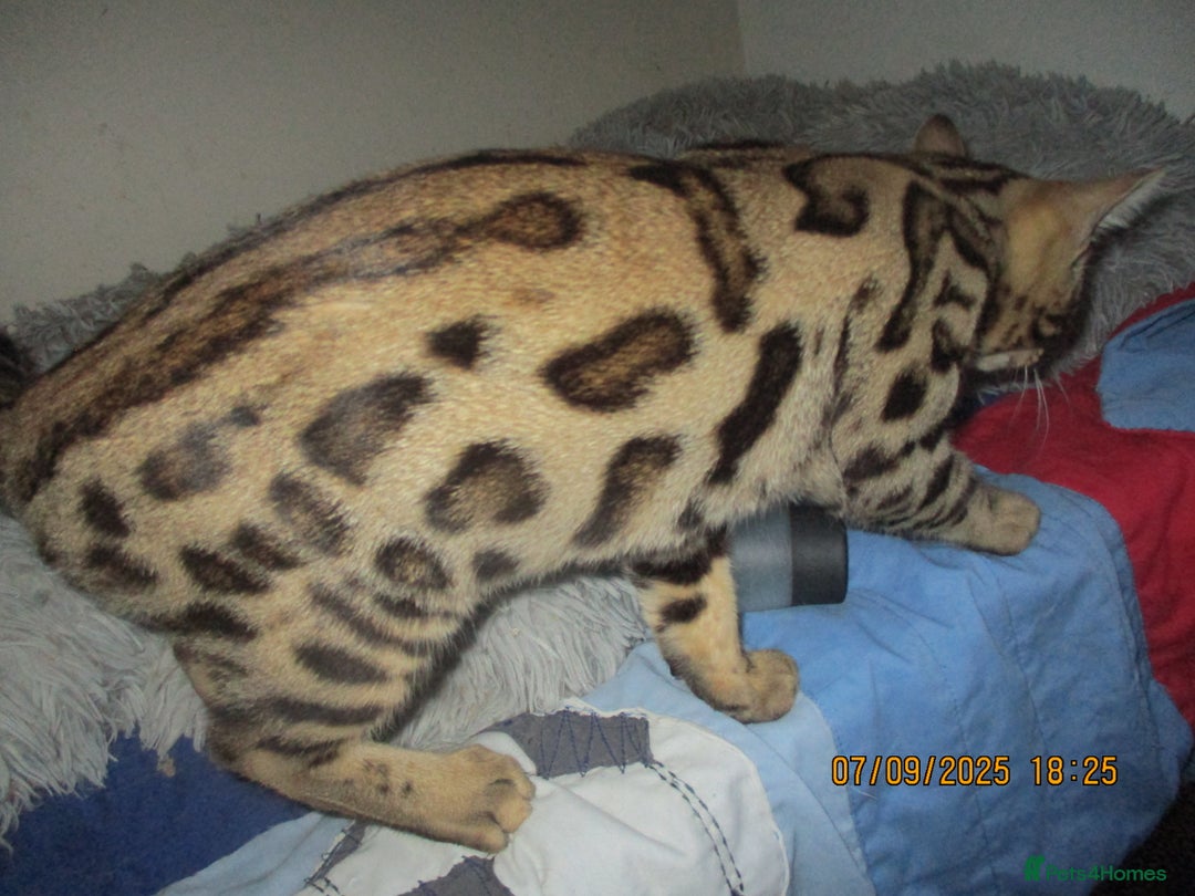Bengal cats for sale: pedigree male bengals - Image 25