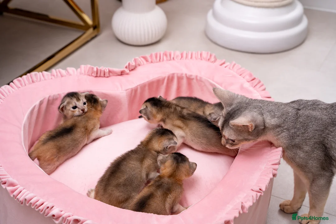 Abyssinian cats for sale: Exceptional Pedigree 6 Abyssinians-Super Friendly - Advert 16