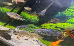 Cichlids fish for sale: Tropical fish  - Image 6