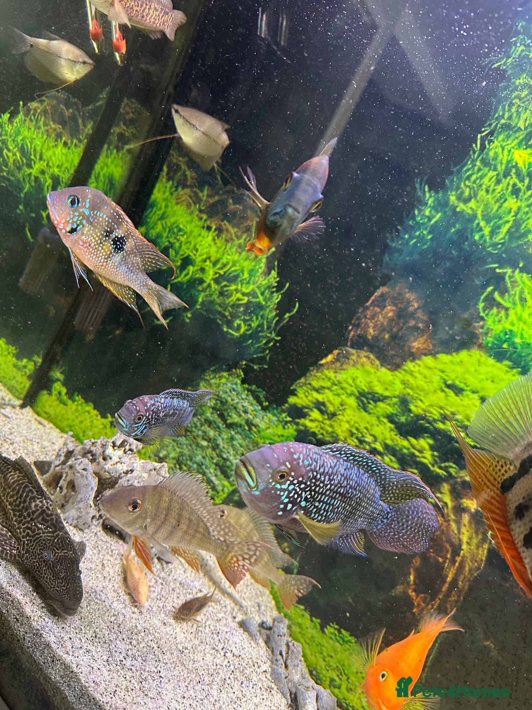 Cichlids fish for sale: Tropical fish  - Image 6