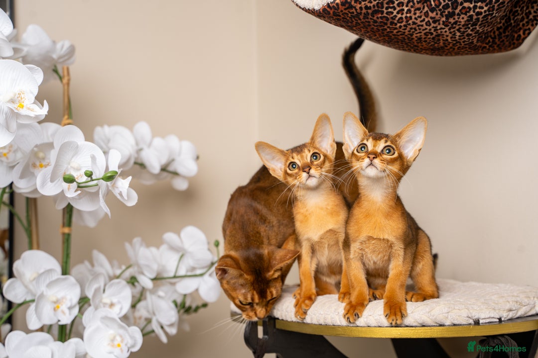 Abyssinian cats for sale: Premium Abyssinian kittens-TICA- Champion Pedigree - Image 38