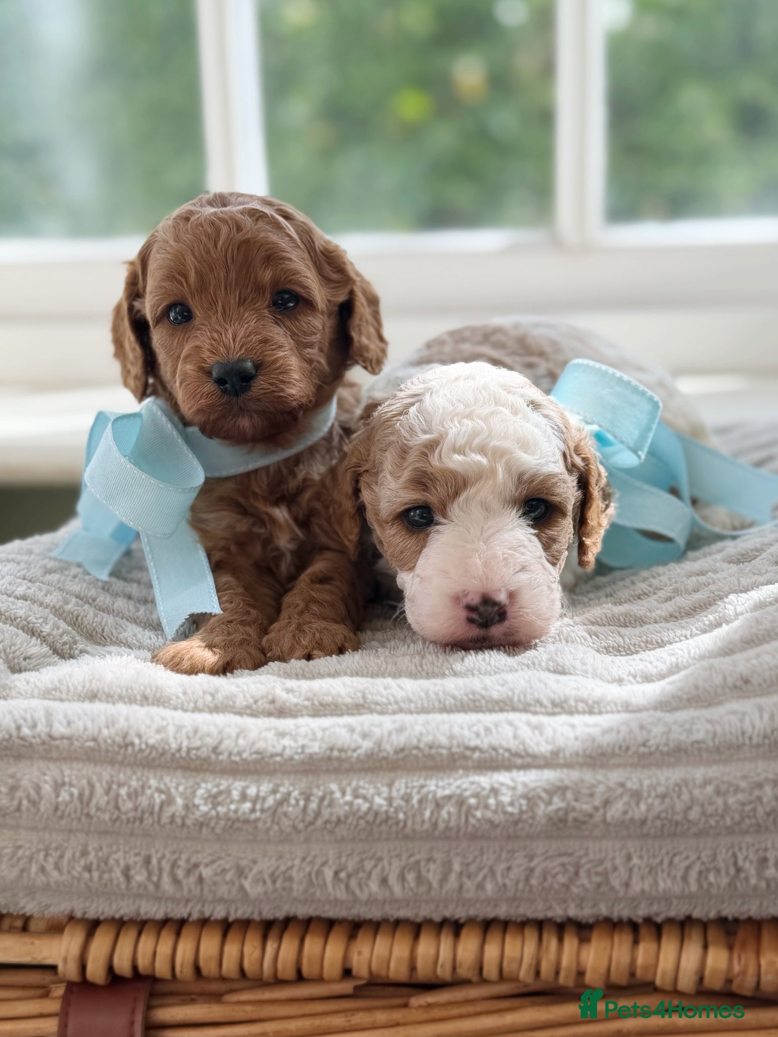 Cavapoo dogs Health tested Cavapoo puppies.  - Advert 1