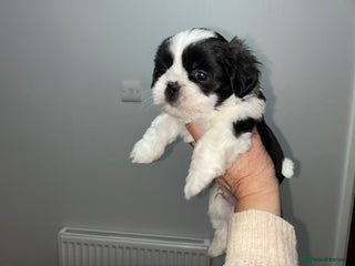 Lhasa Apso dogs KC Reg Lhasa Apso pup LAST BOY - Advert 1