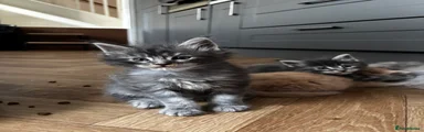Maine Coon 4