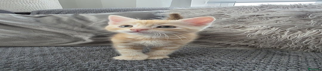Maine Coon Kitten 2
