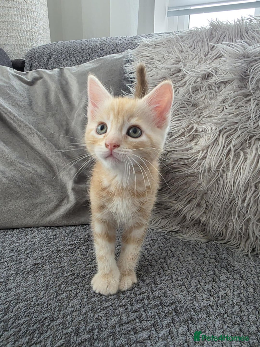 Maine Coon cats for sale: 🐾 Gorgeous Kittens Ready for Their Forever Homes - Image 1