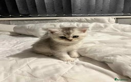 British Shorthair cats for sale: British shorthair kittens - Image 13