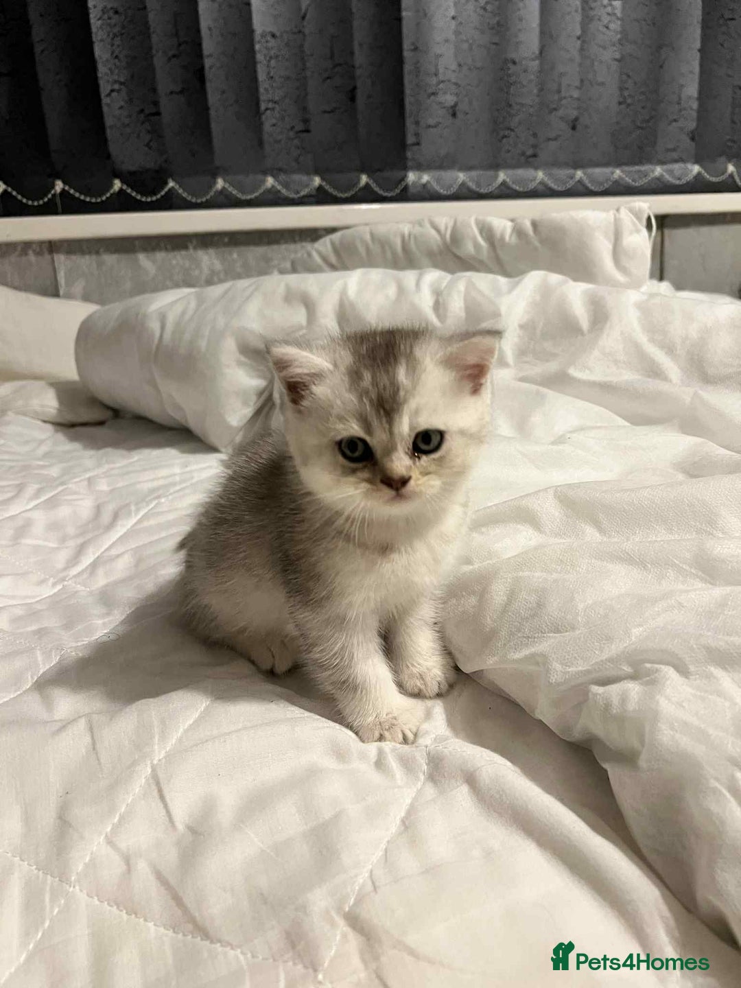 British Shorthair cats for sale: British shorthair kittens - Image 13