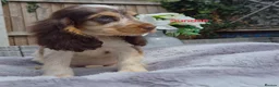 Cocker Spaniel dogs for sale: Exceptional True Show winning Champion Cockers. - Advert 16