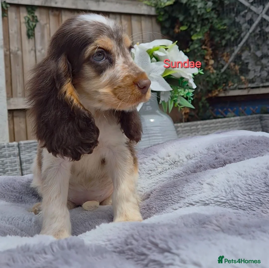 Cocker Spaniel dogs for sale: Exceptional True Show winning Champion Cockers. - Advert 16