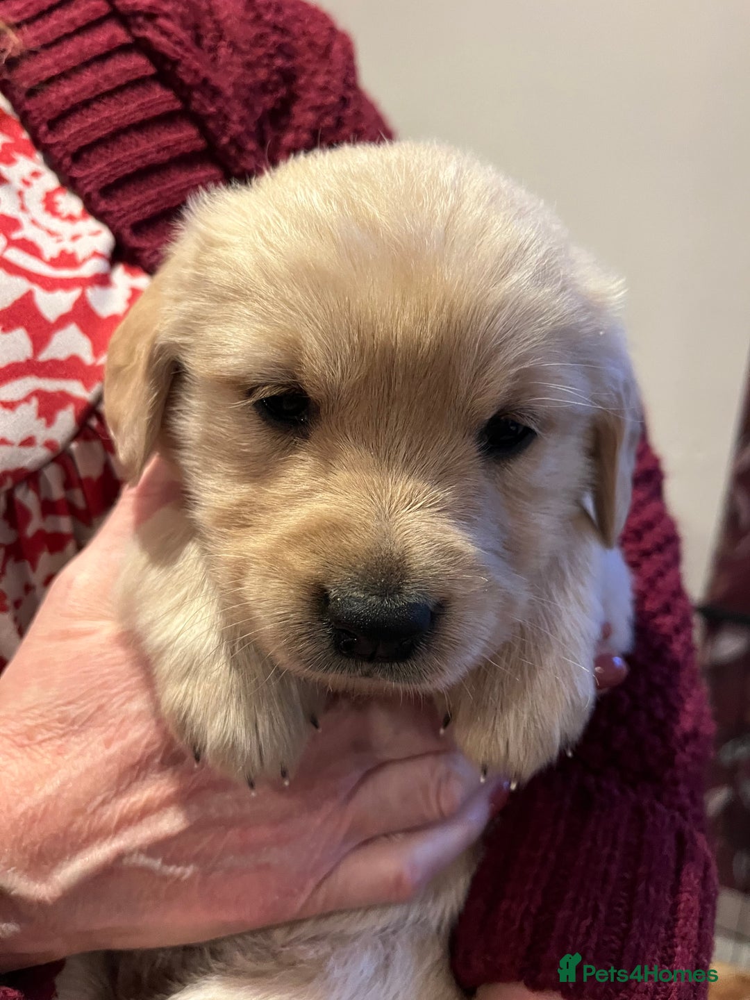 Golden Retriever dogs for sale: Golden Retriever puppies  - Advert 11