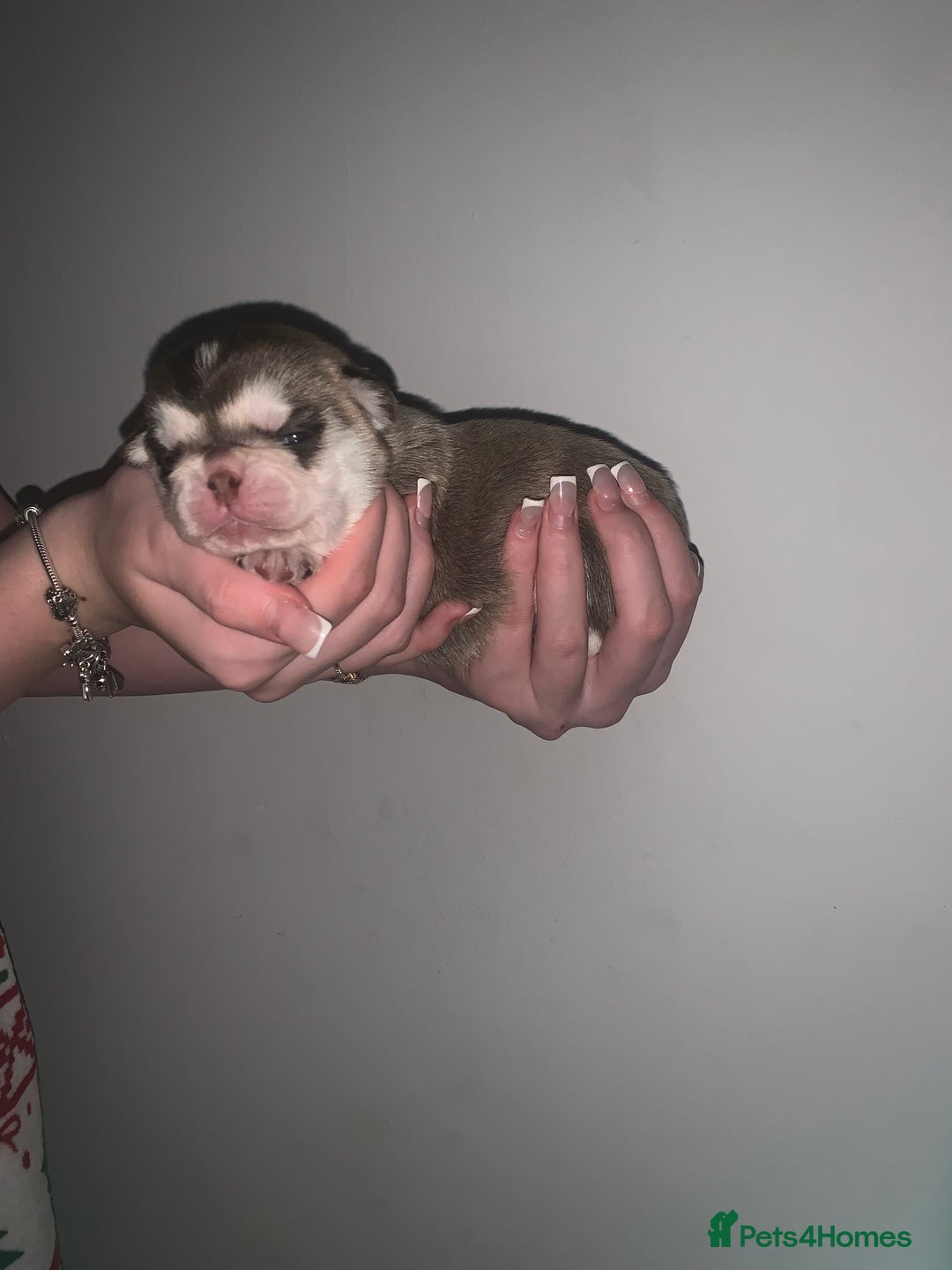 Pug dogs for sale: Pug 1 boy kc  - Advert 15