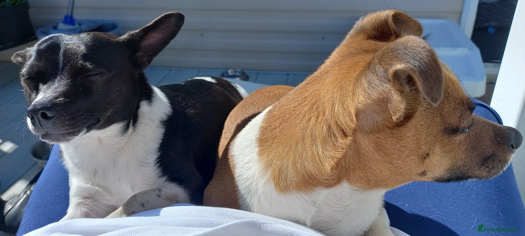 Jack Russell dogs for stud: For Stud £80 - Image 4