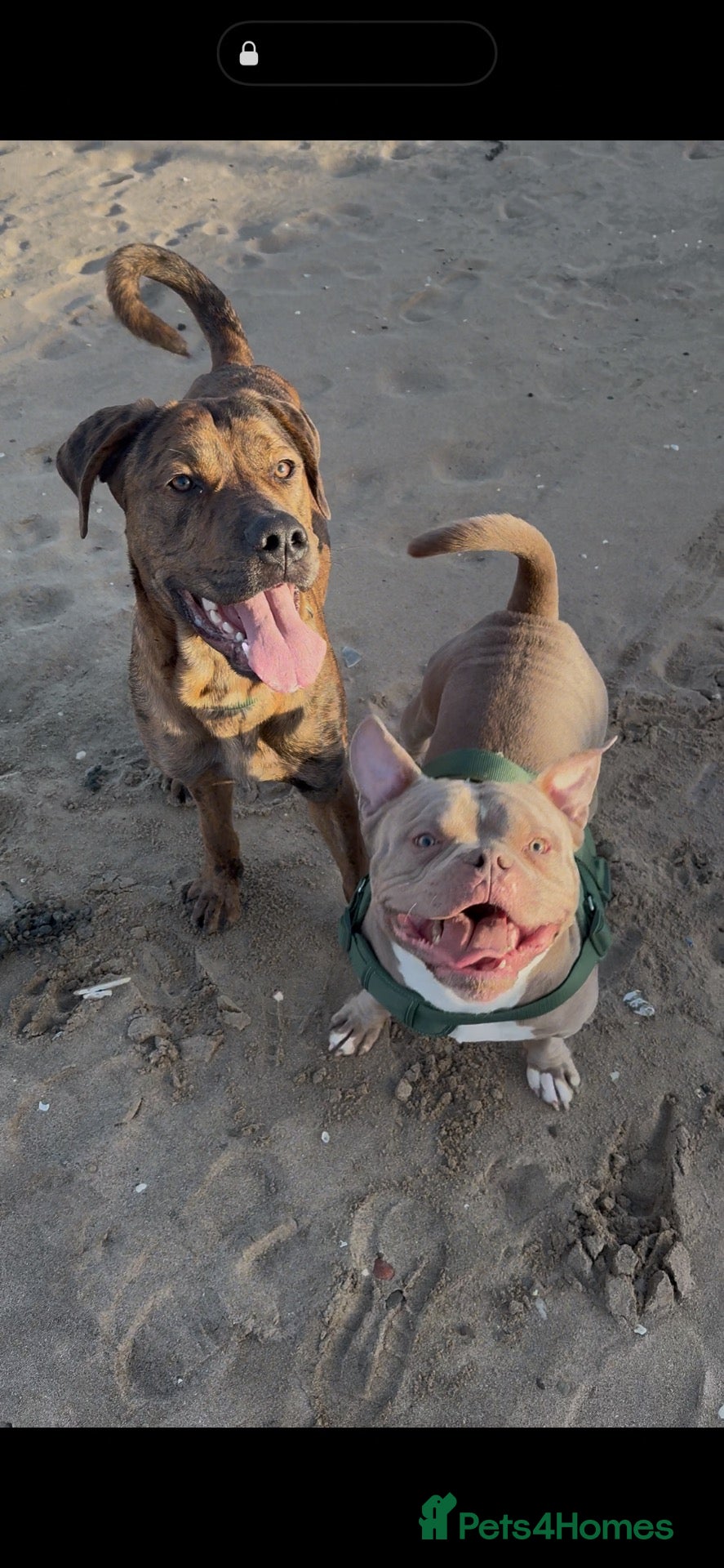 Mixed Breed dogs Kilo & Bear - Advert 1