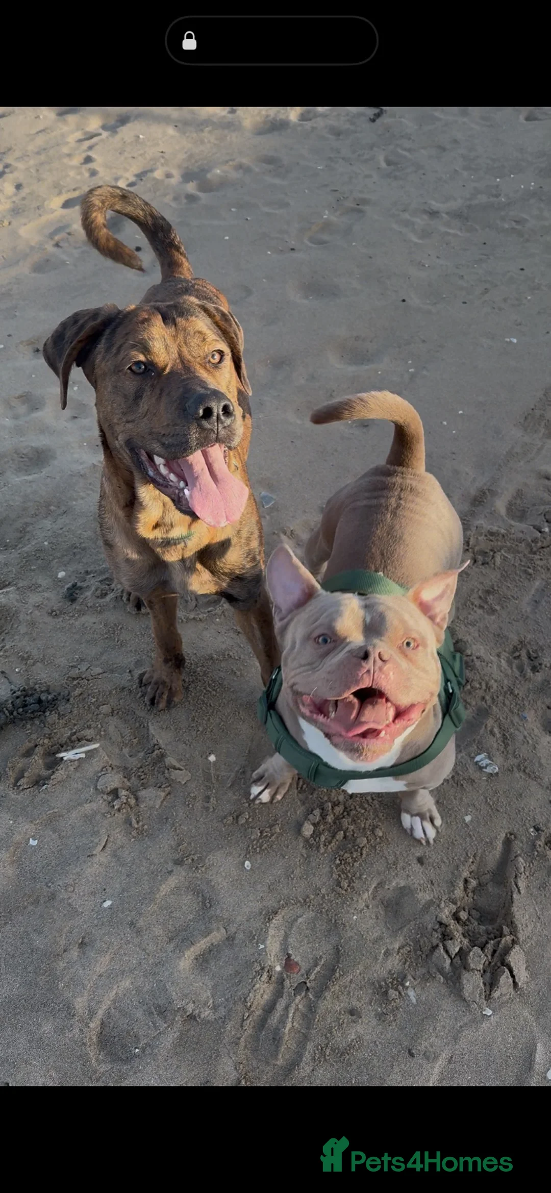 Mixed Breed dogs for sale: Kilo & Bear - Advert 1