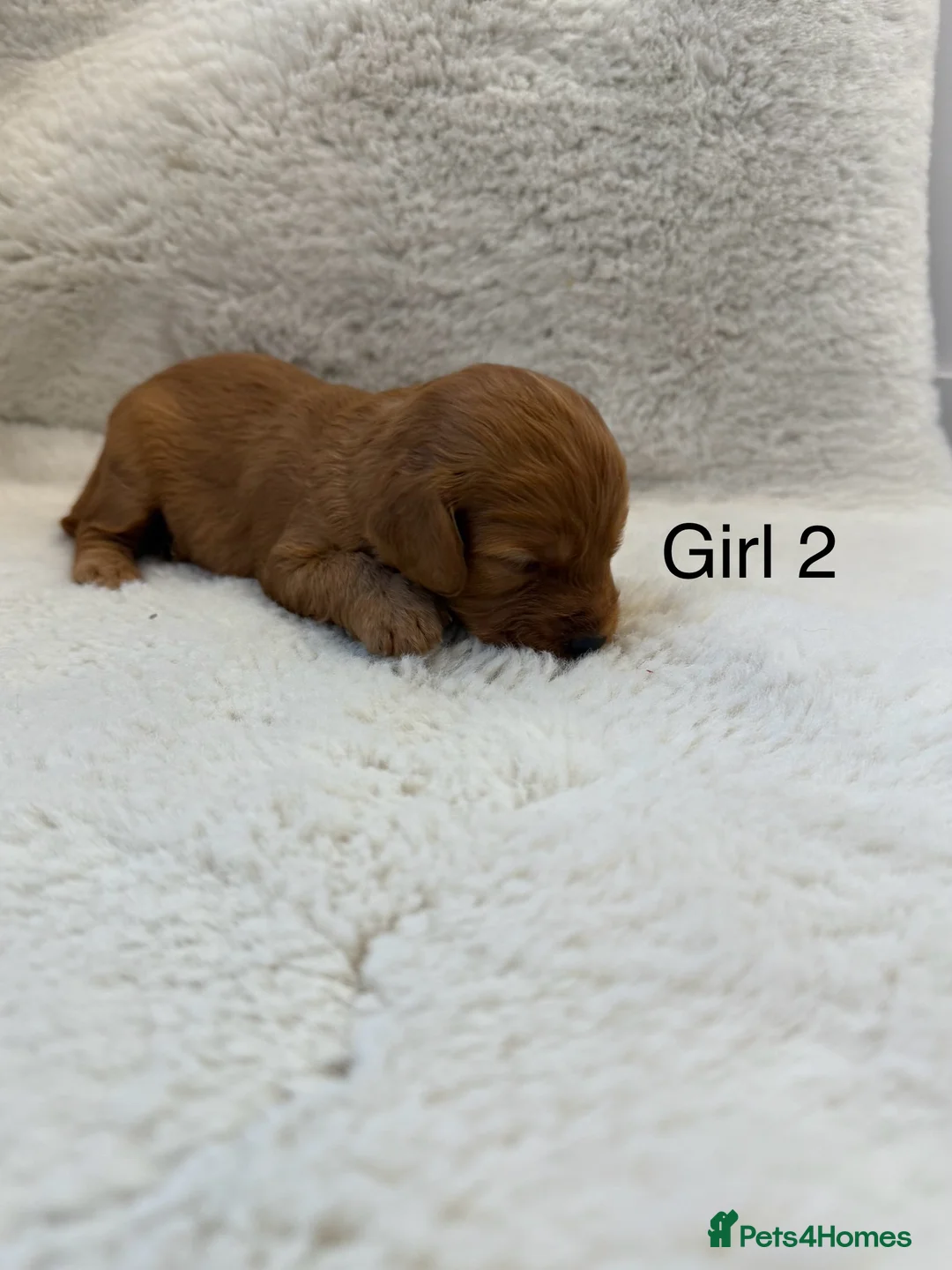 Cockapoo dogs for sale: F1 stunning cockerpoo puppies - Advert 11