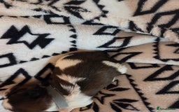 Shih Tzu dogs for sale: 5 stunning kc registered shih tzu pups - Image 13