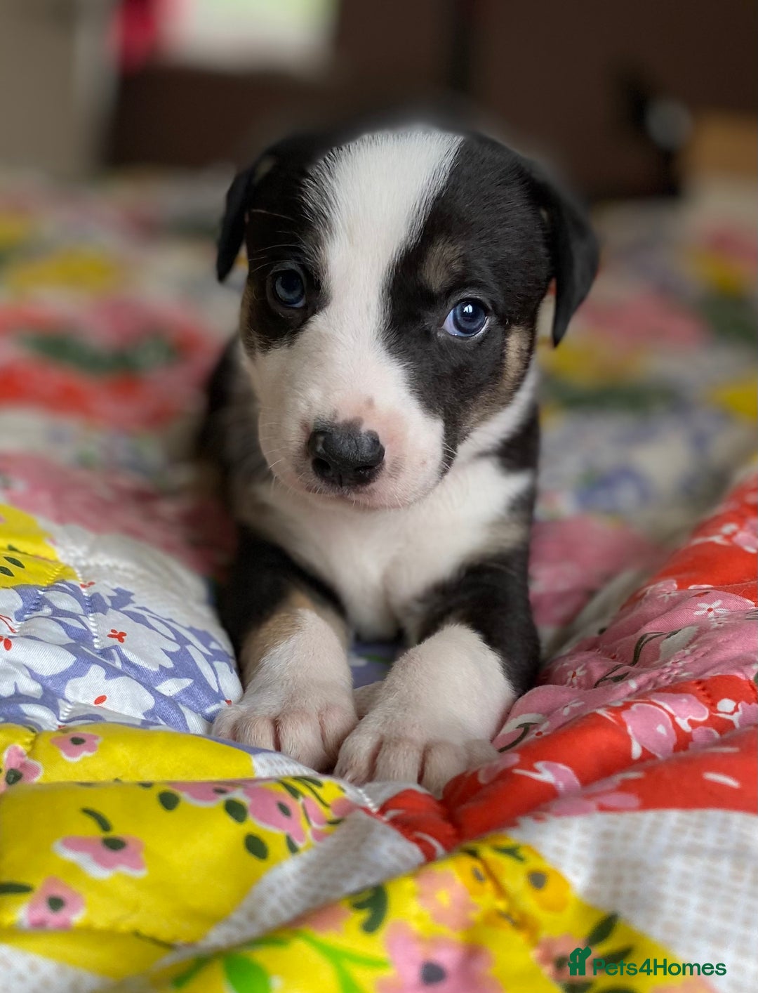 Mixed Breed dogs for sale: Collie bull greyhound puppies - Image 9