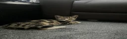 Domestic Shorthair cats for sale: Tabby kitten - Advert 2
